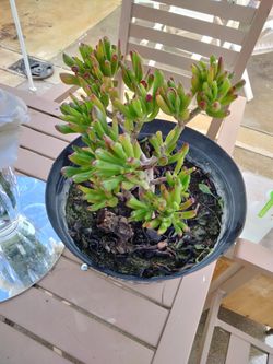 Gollum Jade plant