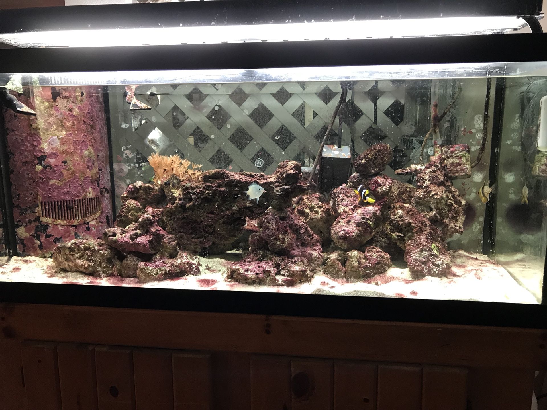75 Gallon Salt Water Tank INCLUDES EVERYTHING!