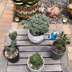 A Variety Of Succulent Plants In Ceramic Pots 