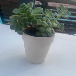Succulent Plants