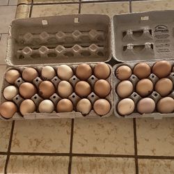 Fresh Chicken Eggs
