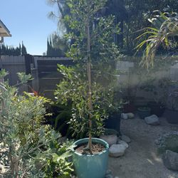 Indian Floral, Ficus Trees