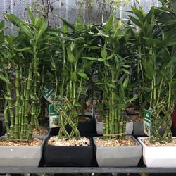 Lucky Bamboo In 7” Ceramic Pot. SPECIAL PRICE !🤩