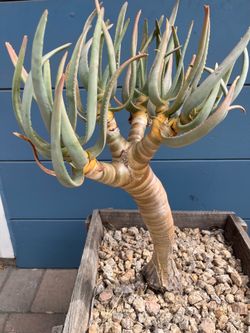 Aloe dichotoma South African quiver tree Aloidendron dichotomum succulent