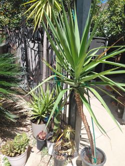 Cactus and yucca
