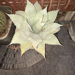 Mature Whales Tongue Frosty Blue Agave 