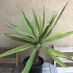 Yucca Palm