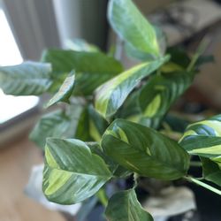 Ctenanthe Lubbersiana