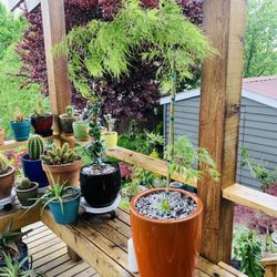 Live outdoor Viridis Laceleaf Japanese Maple tree plant in an orange ceramic planter pot—firm price