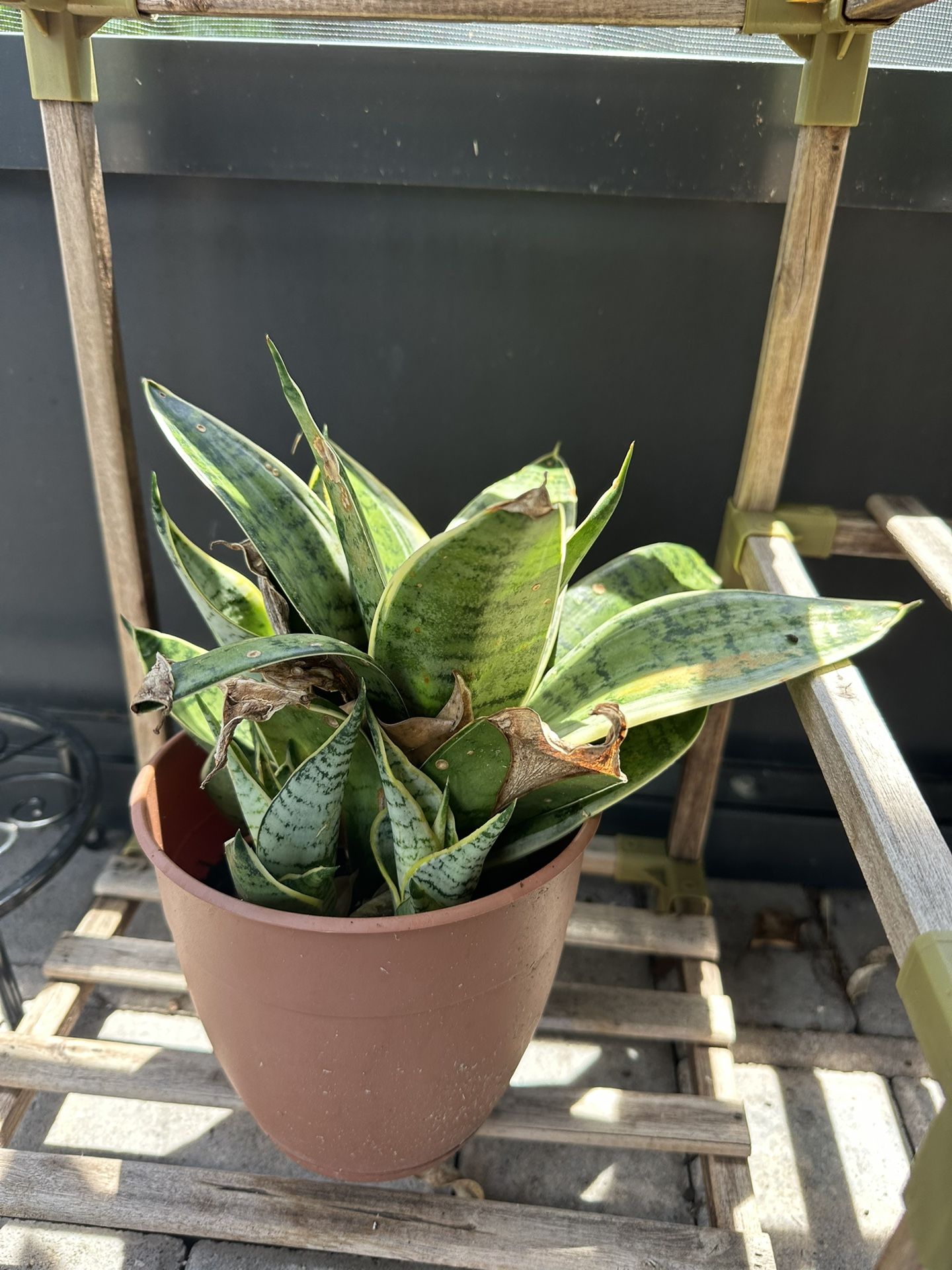 Snake & Spider Plants