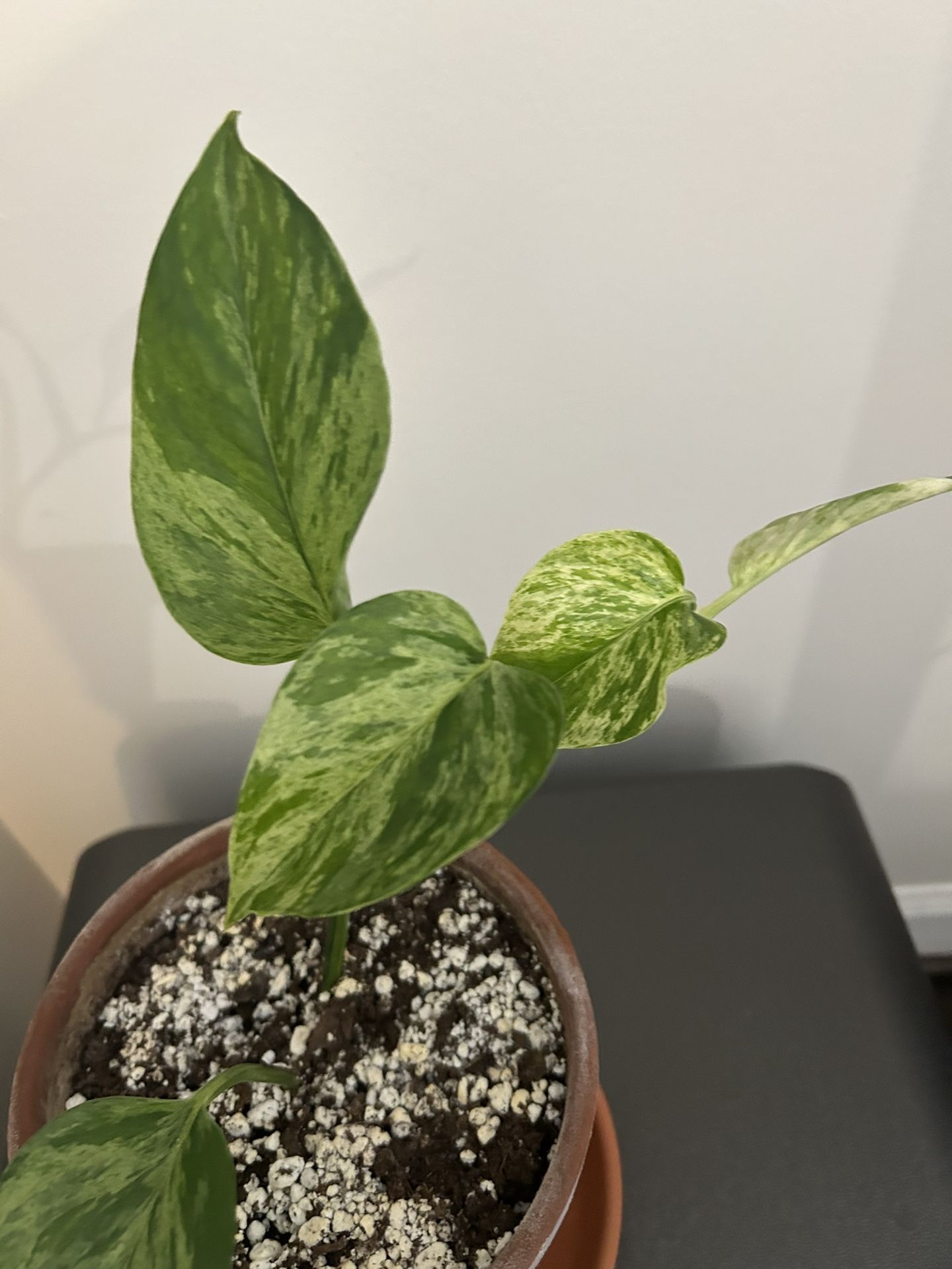 Marble Queen Pothos