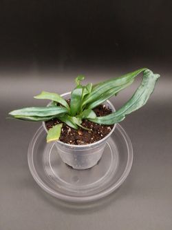 Blue Oil Fern (Microsorum Thailandicum)