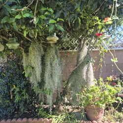 Spanish Moss