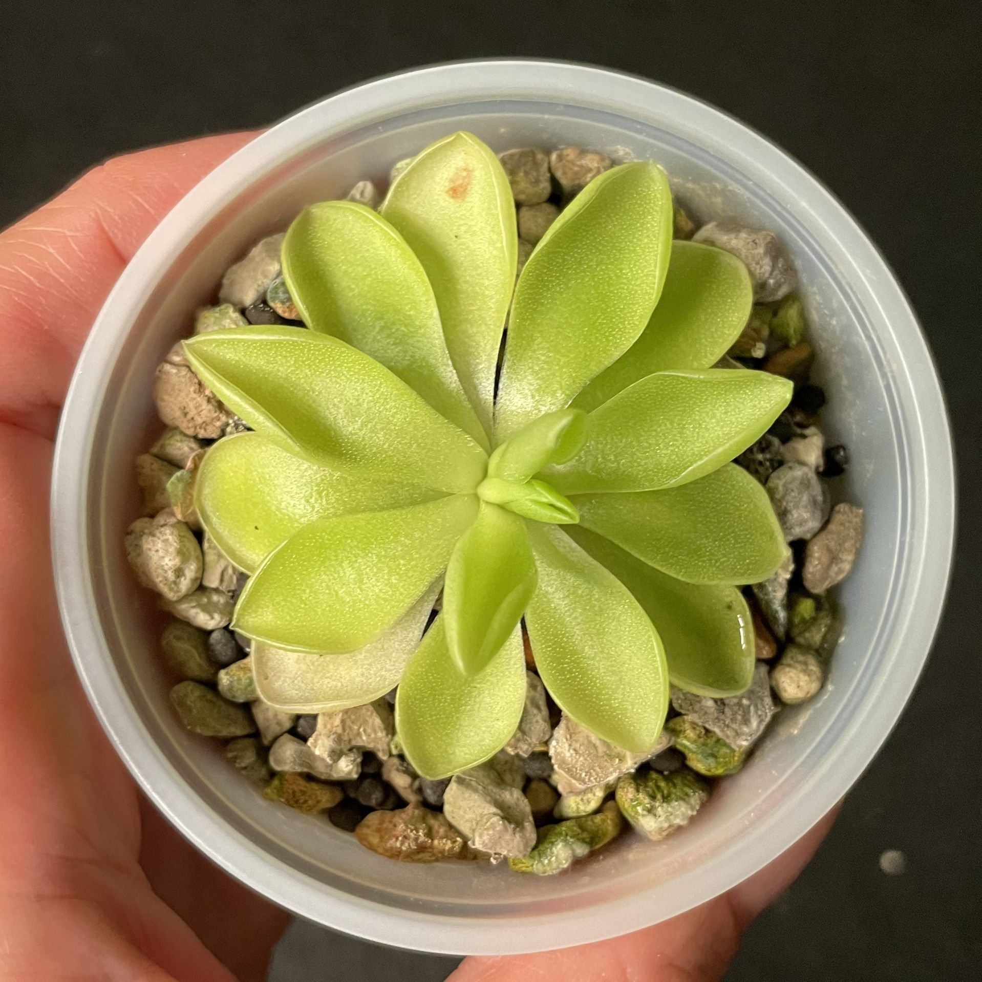 Pinguicula  moranensis var caudata × spec Guatemala