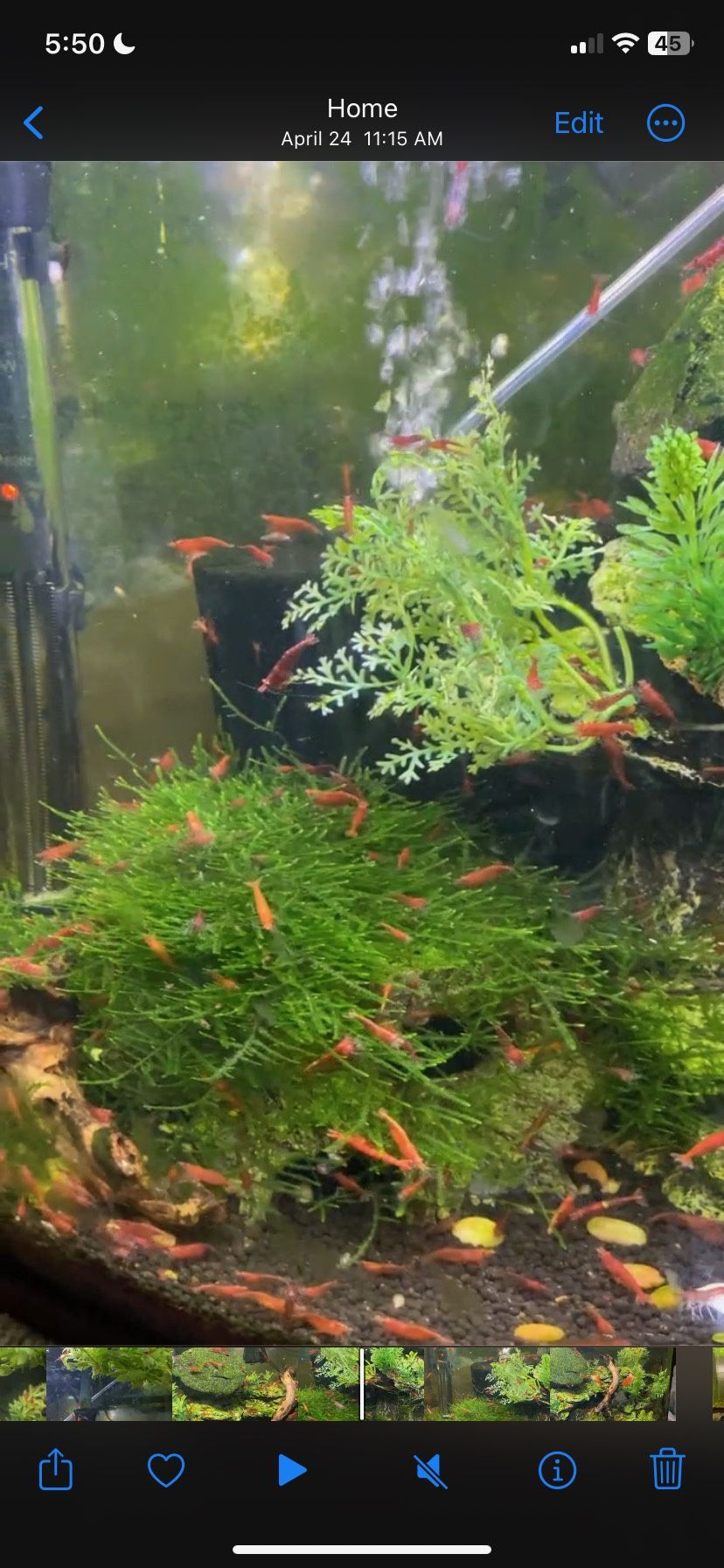 Java Moss