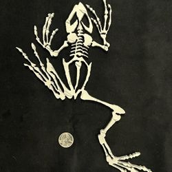 Navy SEAL “Bone Frog” Engraved Aluminum Wall Art - Frog Skeleton - NSW Decor