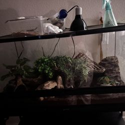 gecko tank
