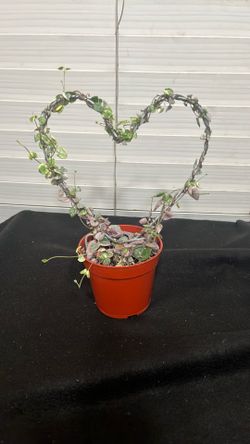 4 String Of Heart Variegated