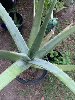 Bonita Planta de Savila