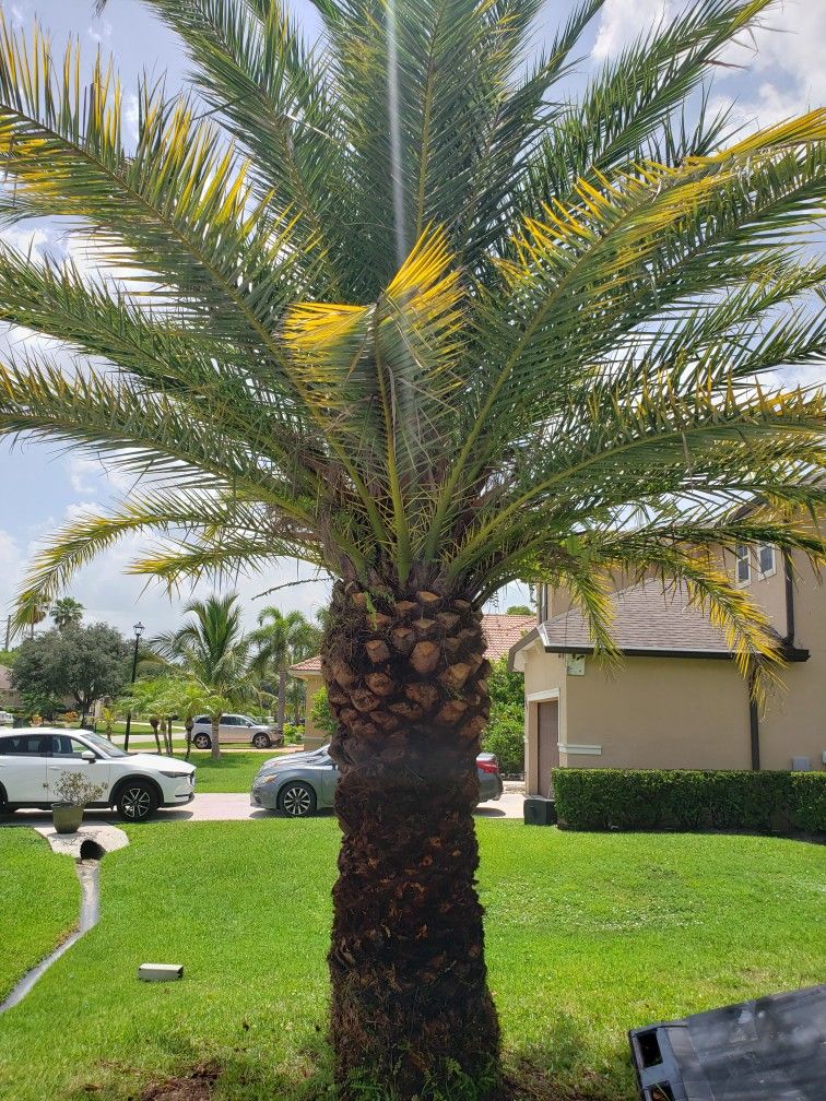 Tree Detailing