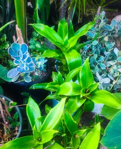 Callisia Fragrans - Beautiful Basket Plants in Turquoise Blue Planter Pots 🪴