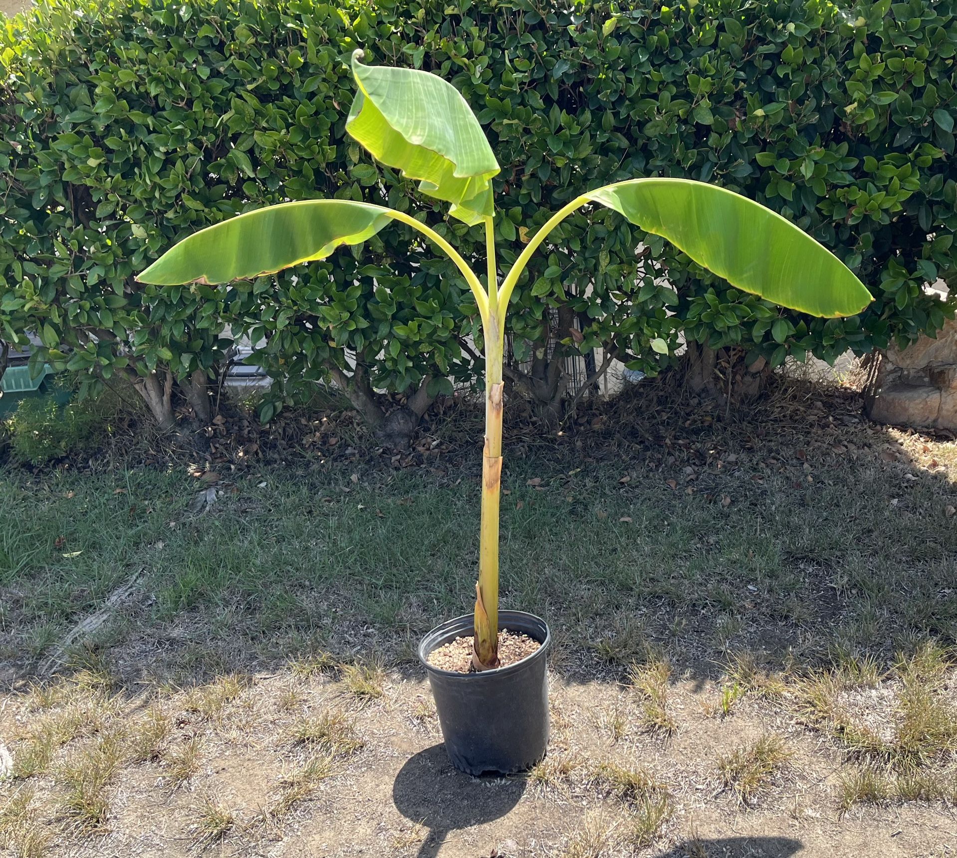 4 Foot Tall Healthy Banana Tree