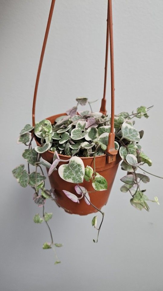 4" Variegated String Of Hearts (B)