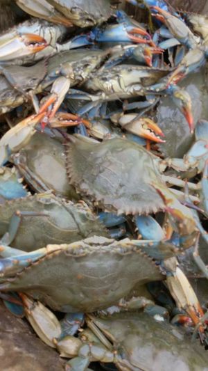 Live Blue Crabs For In Virginia Beach Va Offerup Live Blue Crabs For In Virginia Beach Va