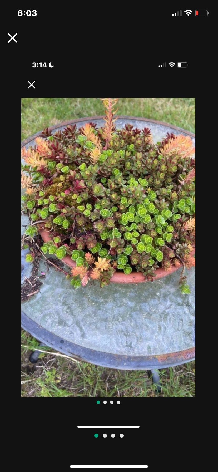 Clay Saucer Display Of Gorgeous Sedum And Succulents 
