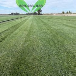 Best QUALITY Sod 