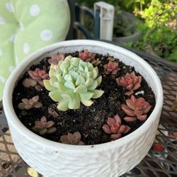 Succulent in ceramic pot