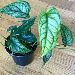 Rare Monstera Siltepecana Plant / Free Delivery Available 