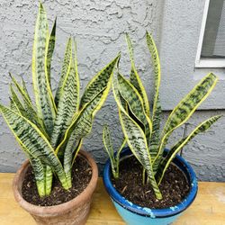 Plants For Sale 30 Each 