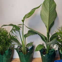 Indoor Houseplants 6in & 8in