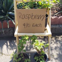 Raspberry Plants Half Gallon Produced Very Sweet Fruits