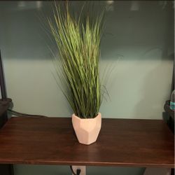 Potted Tall Grass Plant 