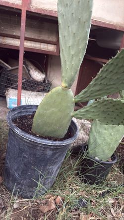 10 gallon nopal plant