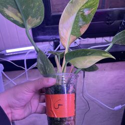 Philodendron Green Congo Nuclear Rooted (G)