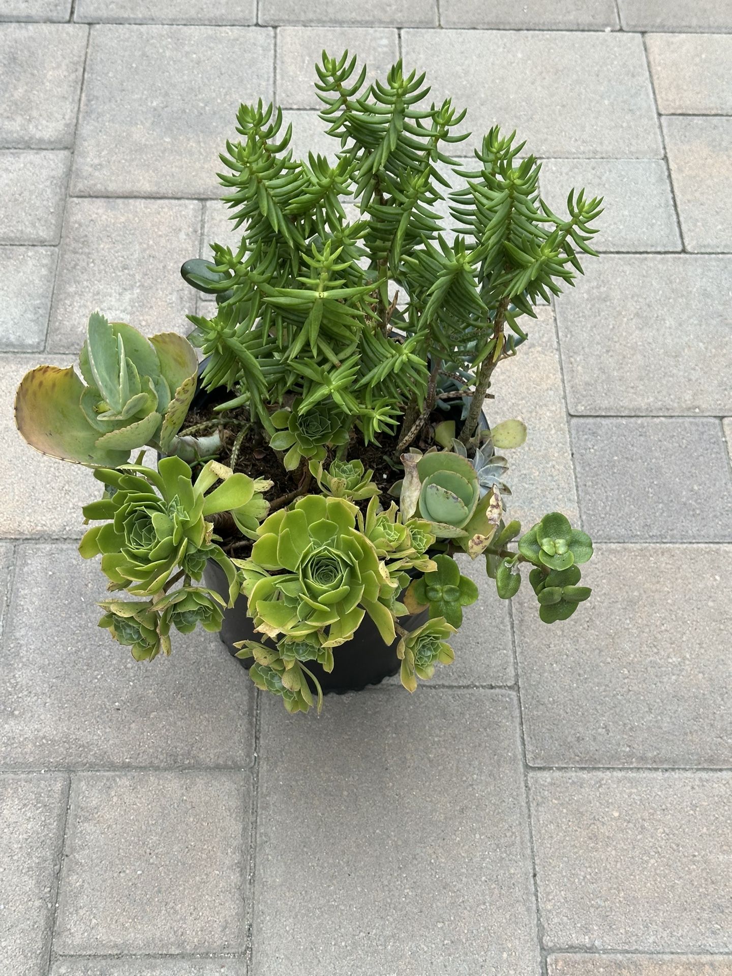 Assorted Succulent Plants 