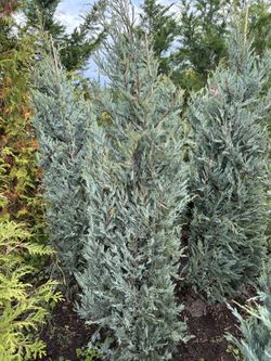 Moonglow Juniper Trees