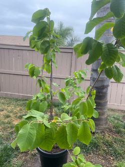 15 gallons Grafted Cherimoya plant