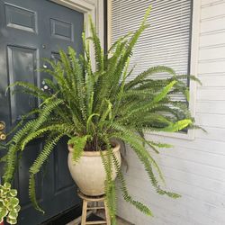 Fern Plant About 3ft Tall.. Real Indoor And Outdoor Plant, With Ceramic Pot.