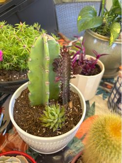 Succulent cactus