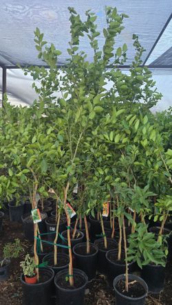 Arboles frutales $45