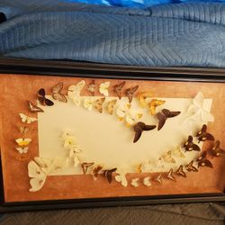 Framed Butterfly Taxadermy 