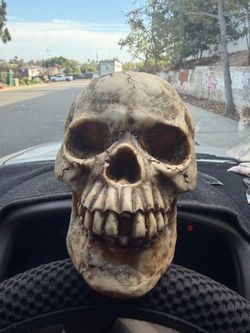 Realistic Human Skull Halloween decoration