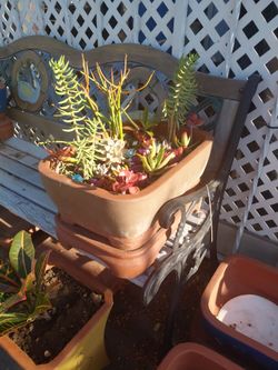 Succulent plants and decorative Asian pottery