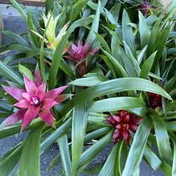 Tropical Bromeliad All Colors