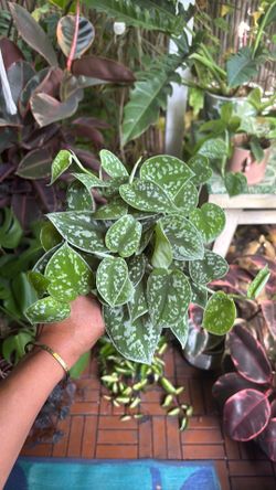 Satin Pothos Scindapsus plant 4” pot