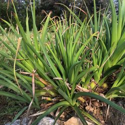Red hot poker/bundle